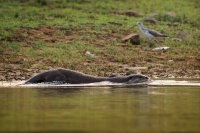 Vydra hladkosrsta - Lutrogale perspicillata - Smooth-coated Otter o6300